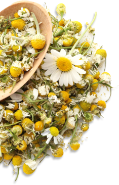 Chamomile